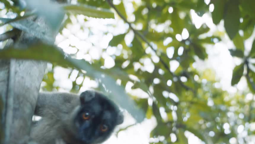 A lemur moving all over a tree trunk curious