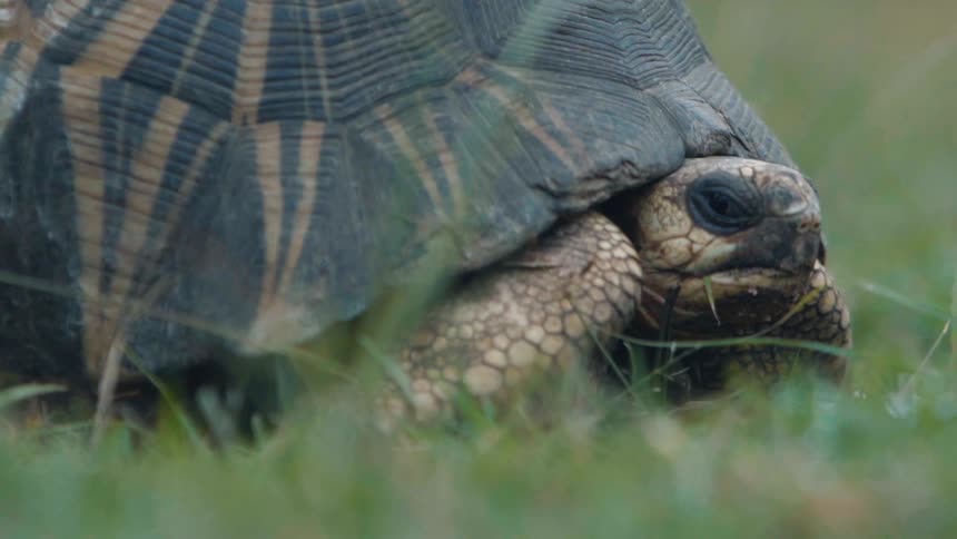 A turtle rests on grass