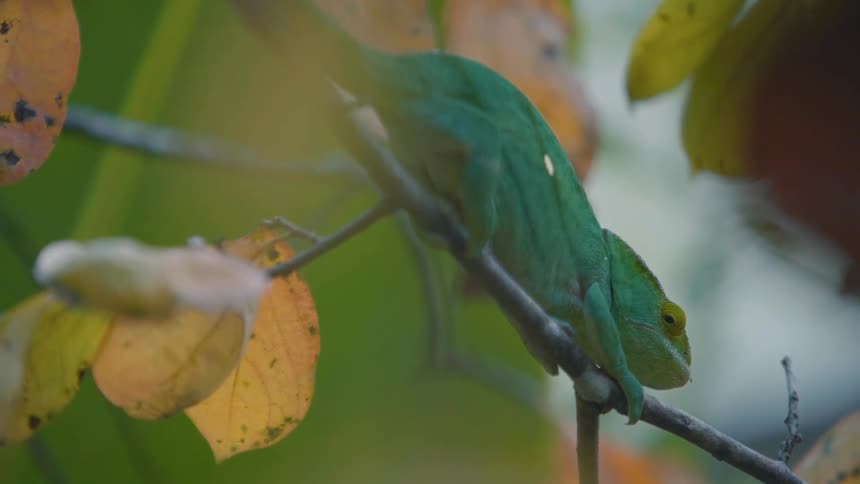 Greenish chameleon on a thin tree trunk