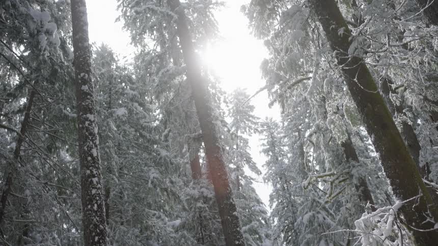 Very light snow falls in a forest