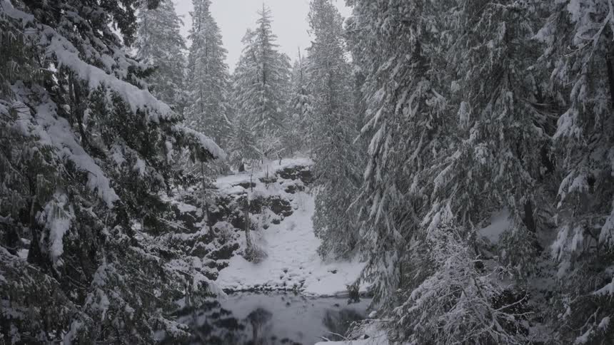 Snow falls onto conifer forest surrounding lake during winter