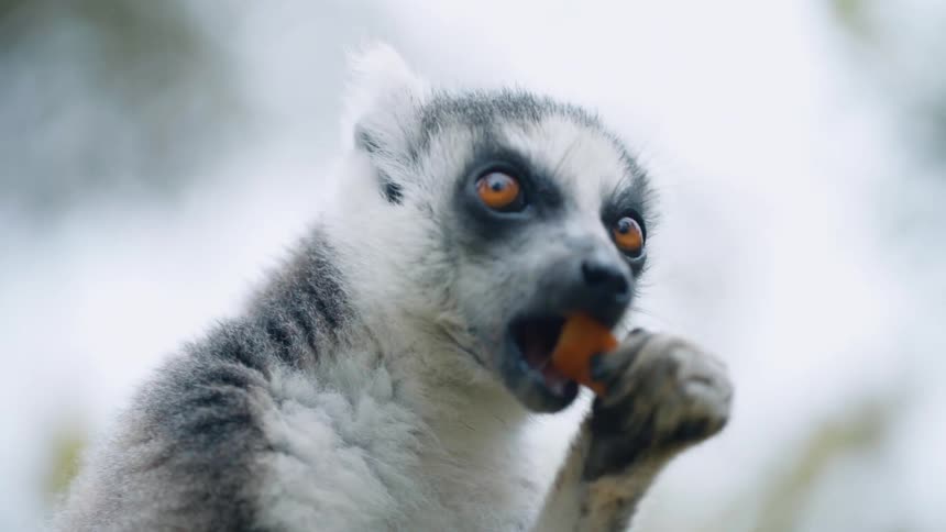 A lemur eats part of an orange