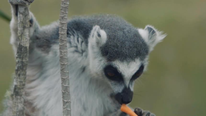 A lemur eats while clinging to a branch