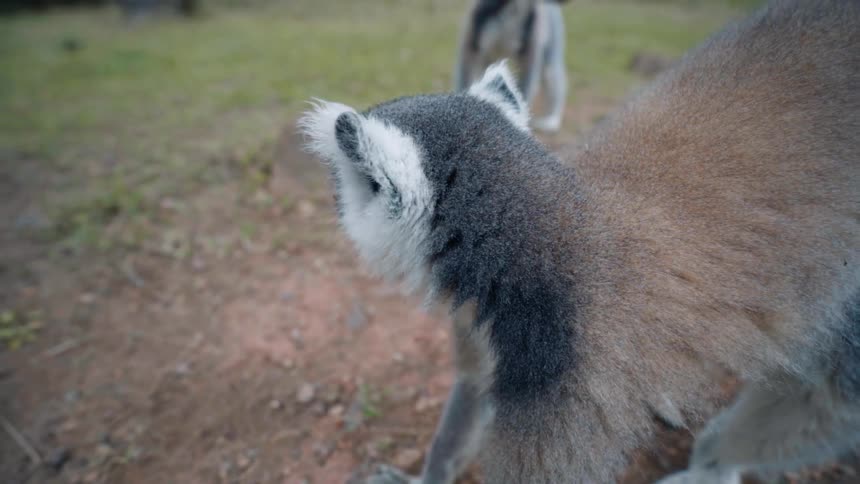 Lemurs in a field with one of them walking towards the camera