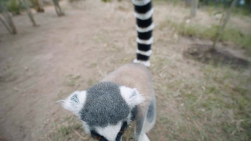 A curious ring tailed lemur looks around getting close