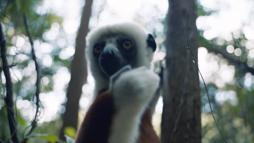 Lemur on a tree trunk eating