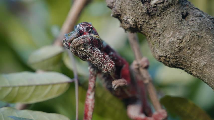 A chameleon hanging from a branch eating a bug