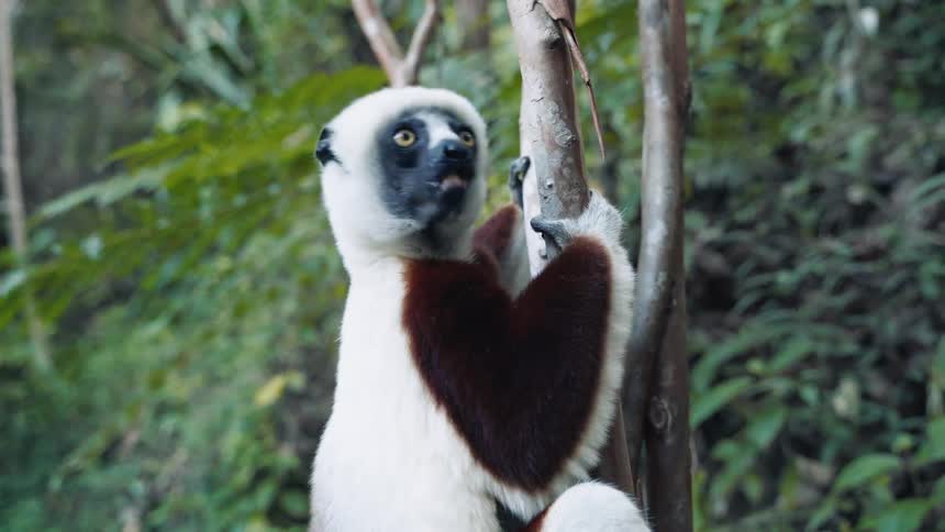 A clip of a lemur jumping off a tree