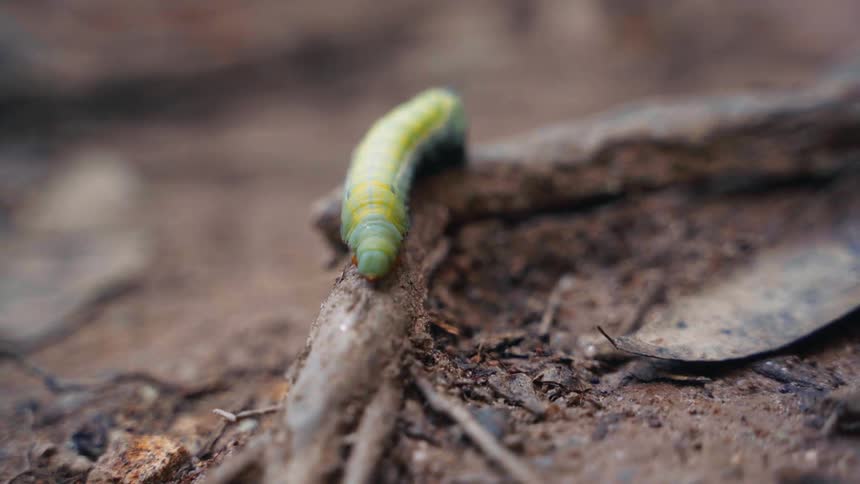 A caterpillar crawls on a tree root