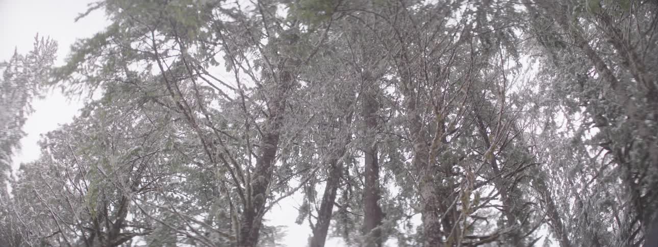 Snow falling on a forest at winter