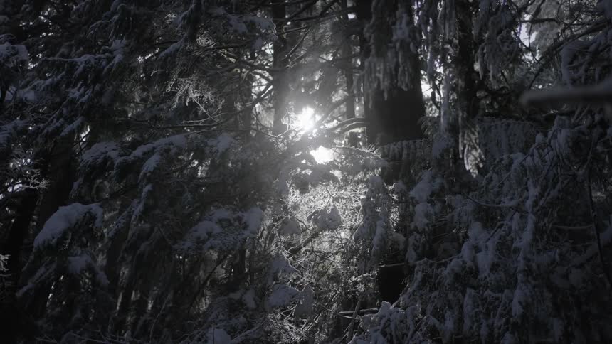 Closeup of sunlight in a forest with snowcovered trees
