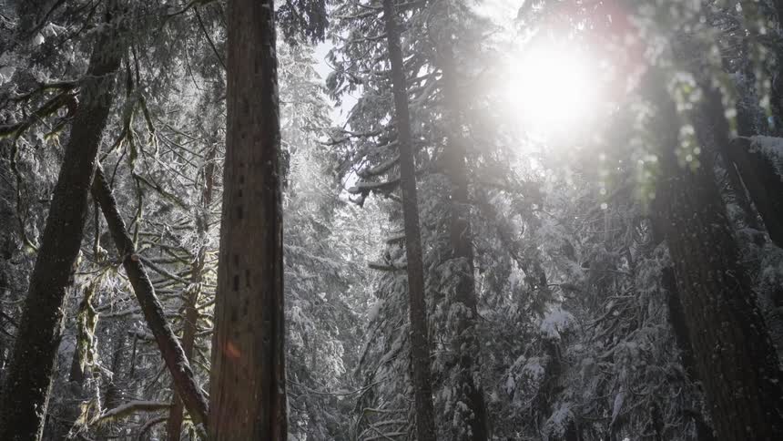 The shines into a deep forest
