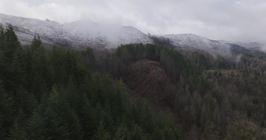 A forest is before the mountain range
