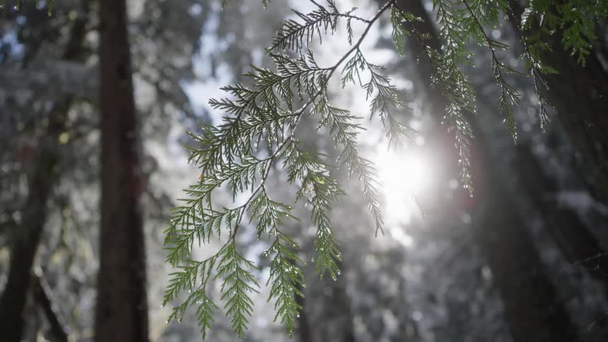 Light snowflakes fall on green tree leaves