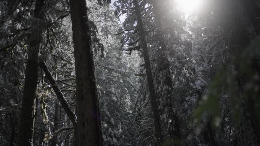 Snow slowly falls in the forest