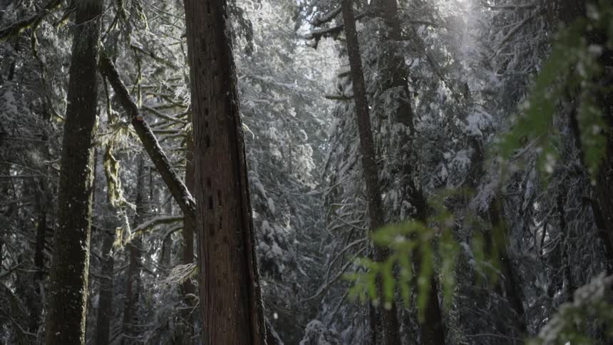 Light snow falls in a dense but greening up forest