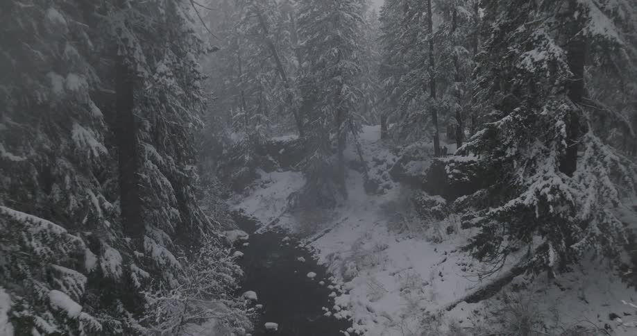A stream runs through a deep forest while it snows