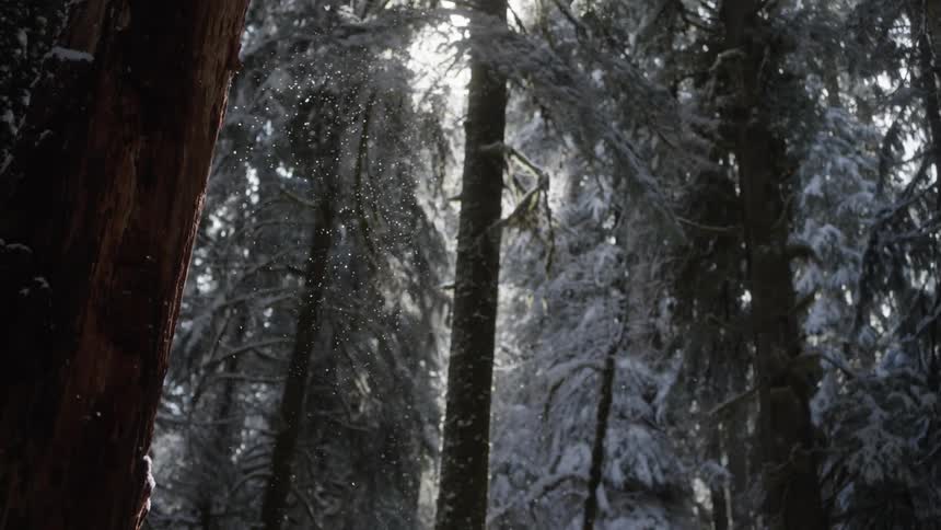 A snow covered forest with snowflakes falling slowly