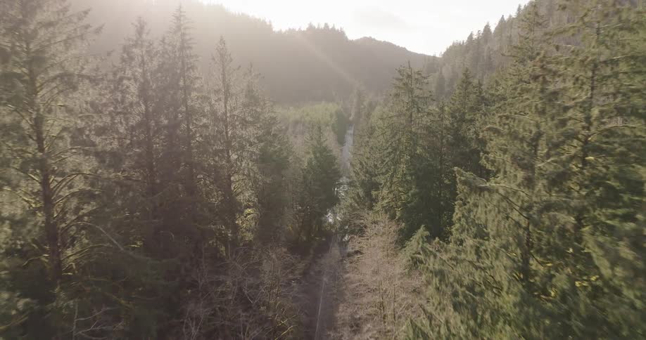 A woodland forest with a road running through it framed by a mountain ridge landscape