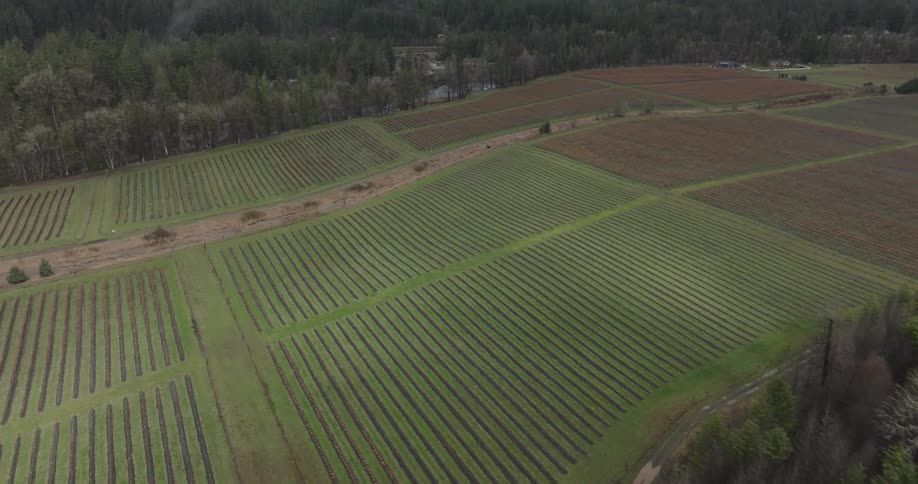 Farm fields bounded in by a forest