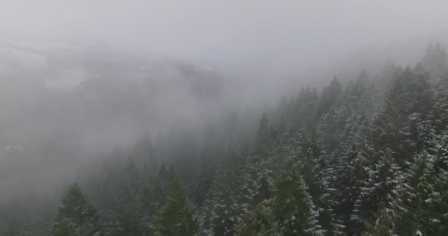 Heavy snow falls on the forest