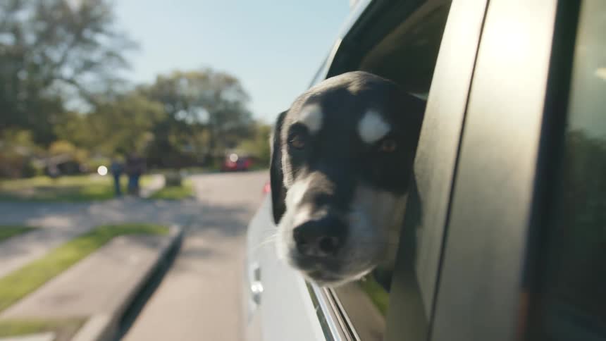 Dog with its head out of the window of a moving car