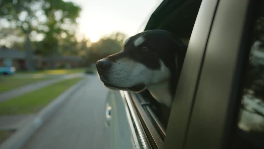 A dog sticking its head out a car window