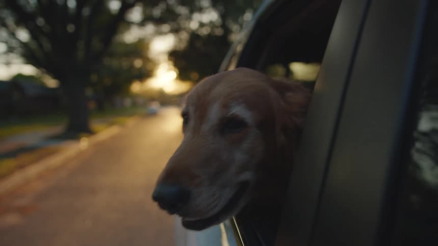 Golden retriever sticking his head out of the window of a car moving through the city