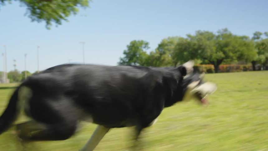A black dog running across a lawn chasing an object thrown by a human standing next to it