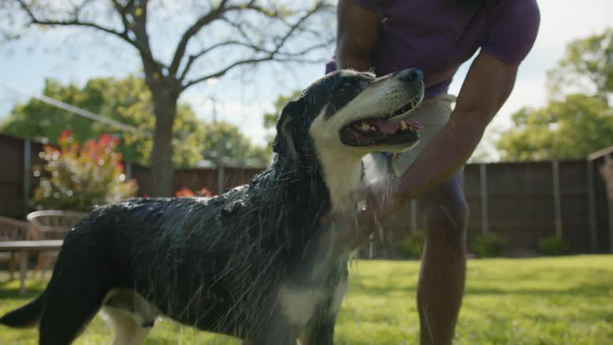 Man giving his dog a hose bath