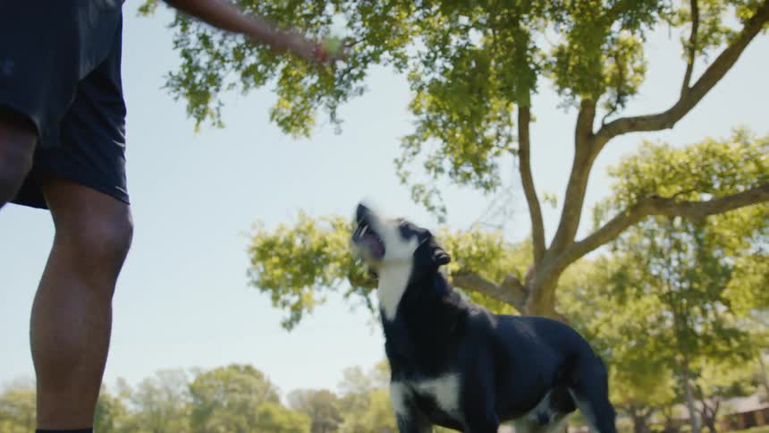 Man giving water to his dog and then throwing a ball for him to fetch in a park