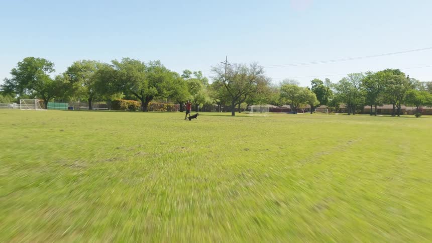A dog runs to fetch in a park
