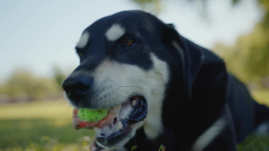 Dog lying on the grass in a park chewing a toy ball