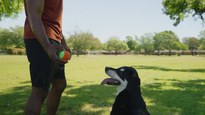 A dog plays fetch in a park