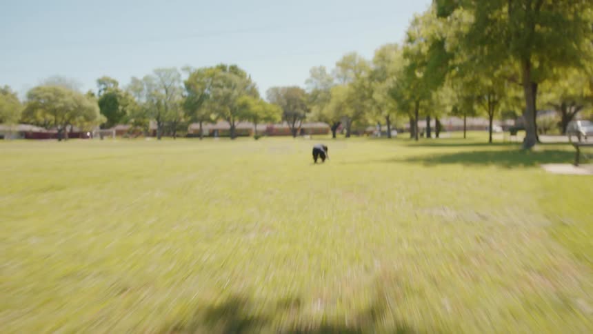 Man throwing a tennis ball and his dog chasing and catching the ball in a park