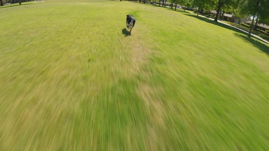 Man in an outdoor park playing with his dog throwing a ball away and his dog runs after it