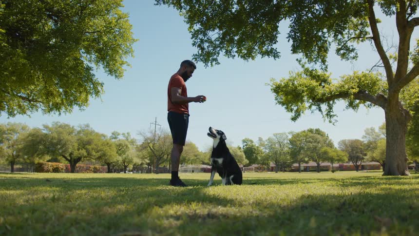 A man plays fetch with his dog in a suburban park