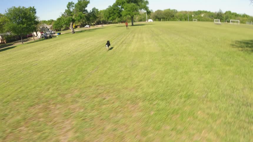 A dog runs to retrieve a ball thrown by its owner