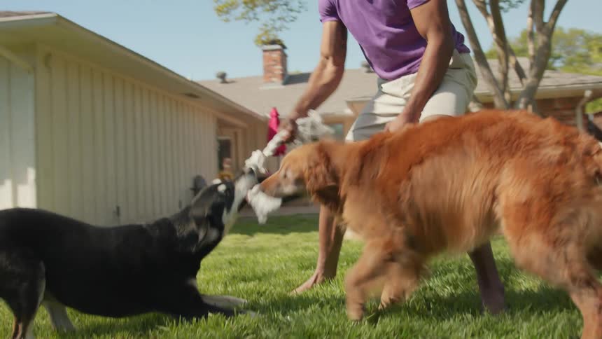 An owner with a pull toy plays with two dogs
