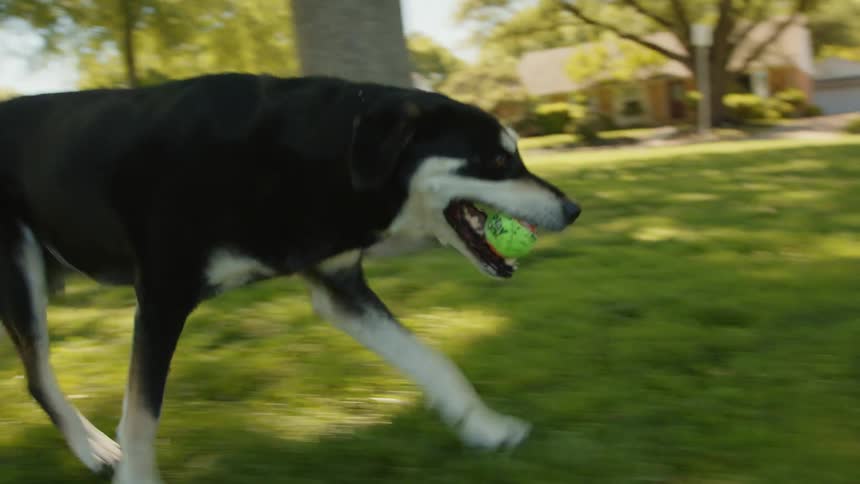 A man plays fetch with his dog at a park