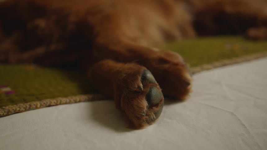 Closeup of a dogs paws lying on a rug