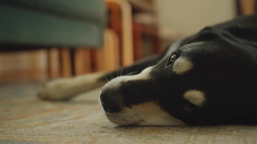 A dog rolls around a bit on a floor