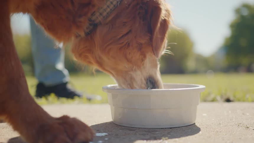 A golden dog is drinking water from a bowl on the floor
