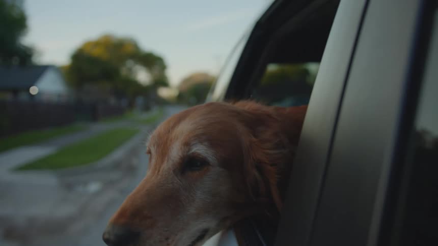 A dog is hanging out the moving cars window