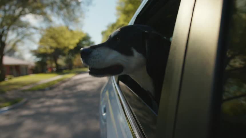 A dog with its face out of the window of a moving car
