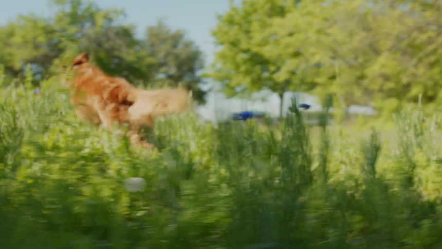A dog is running through the grass