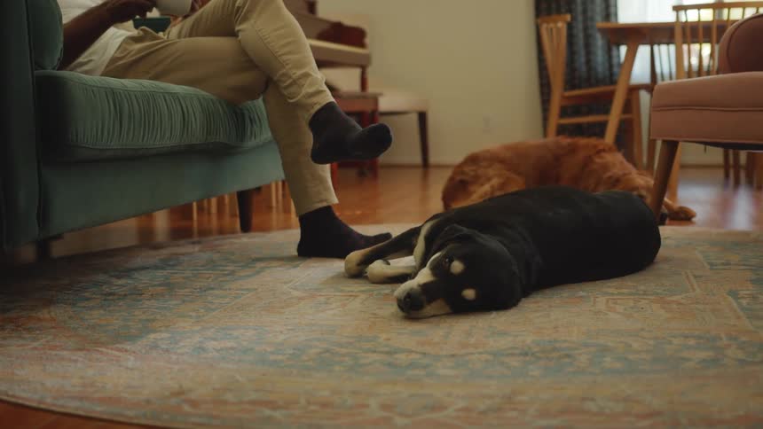 Two dogs sleep on a rug by their owner