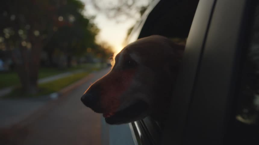 A dog hangs his head out the car window as it drives