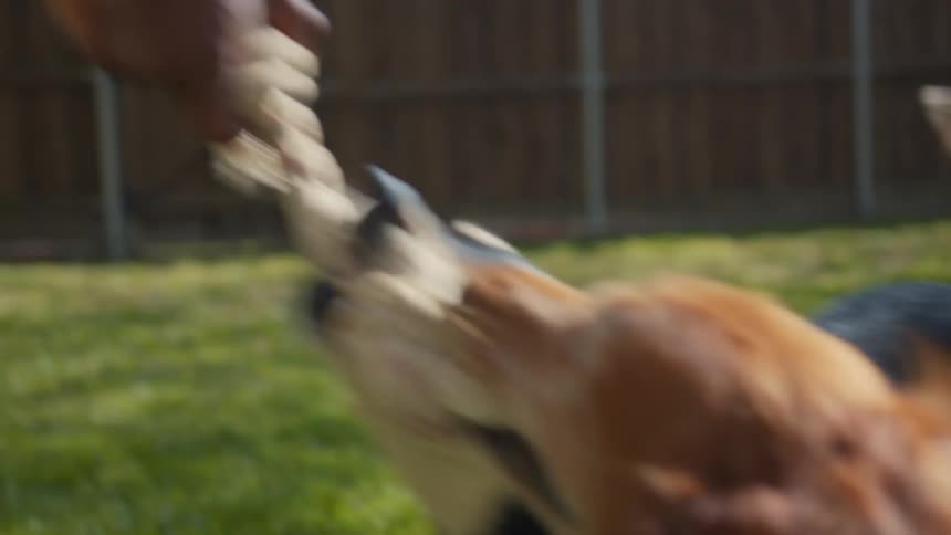 Two dogs play with a pull toy