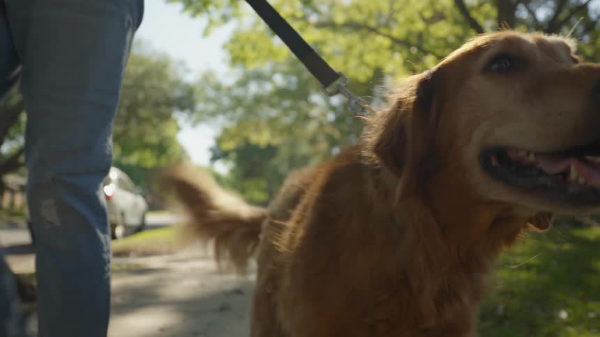 Golden retriever dog walking on the sidewalk of a residential neighborhood on a leash accompanied by its owner